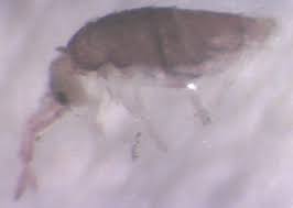 Another potential cause of a springtail problem is the presence of mold or fungus within your walls. Checklist Of The Collembola Synanthropic Collembola Springtails In Association With Man