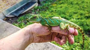 Chinese Water Dragon Care And Information - Reptiles Magazine