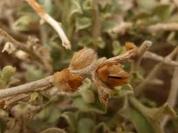 Image result for Seddera