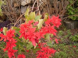 Image result for Euphorbia pulcherrima