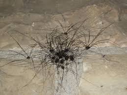 Die rede ist hier von weberknechten (opiliones), kleinen spinnenartigen tieren, welche auch unter den namen schuster, schneider, kanker oder opa langbein bekannt sind. Ecotourismus De Weberknecht Leiobunum Sp A