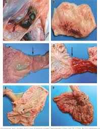 Both viruses are native to africa,. Figure 5 From Pathogenesis Of Ebola Hemorrhagic Fever In Cynomolgus Macaques Evidence That Dendritic Cells Are Early And Sustained Targets Of Infection Semantic Scholar