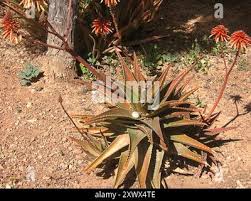 Image result for Aloe cameronii × greatheadii