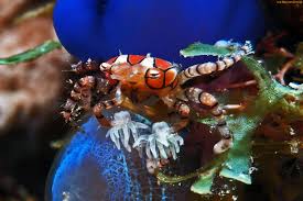 Image result for Sebaea leiostyla