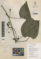 Image result for Adenia rumicifolia