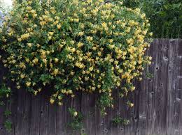 Image result for Lonicera confusa