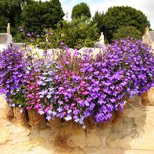 Image result for lobelia combine composition