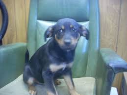 Adopt 3 Available 9 10 Weeks On Dog Pounds Puppy Find Rottweiler Puppies