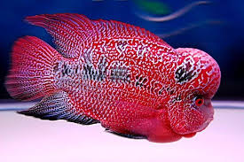 Flowerhorn Magic Before And After Freshwater Fish Aquarium Fish Red Fish Blue Fish