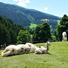 Florian und katrin moosbrugger / horn: Lamatrekking In Der Steiermark Lama Ohne Drama
