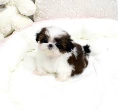 Teacup Shih Tzu Puppies For Sale 50 Off Sale Available Puppies Shih Tzu Puppy Shitzu Puppies Shih Tzu Dog