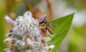 An excellent edging, container, or border plant. Plant Lambs Ears And Keep Wool Carder Bees Happy Wildlife The Guardian