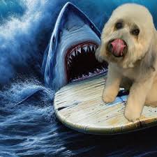 Andi's Pampered Pups