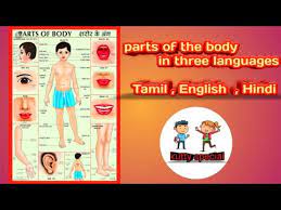 But when other tamils speak to you or write to you they are not going to stick to these 400 words only. Parts Of The Body In Three Languages Tamil English And Hindi Youtube