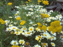 Leucanthemum x superbum 'broadway lights'. Reader Photos Carla S Cottage Garden In Connecticut Revisited Finegardening