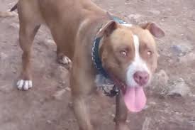 Check spelling or type a new query. Pai De Crianca Atacada Por Pitbull Em Caxias Do Sul Nega Que Cachorro Sofria Maus Tratos Pioneiro