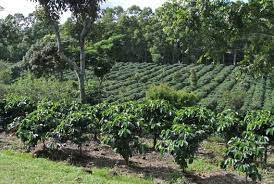 India Cherry Robusta Coffee Tree Organic Seeds 5 Count - Etsy Israel