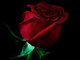 Red Rose Flower Wallpaper Free Download Wallpaper Green Hd Red Rose Pictures Single Red Rose Rose Flower Wallpaper