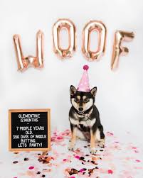 We hosted a puppy pawty and had the time of our lives. Dog Letter Board Quotes Shiba Inu Puppy Dog First Birthday Dog Birthday Letter Board Dog Birthday Pho Dog Birthday Pictures Dog First Birthday Dog Birthday