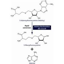 Image result for Adenodolichos