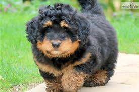 Maybe you would like to learn more about one of these? Miniature Bernese Mountain Dog Petfinder