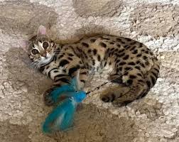 How long do indoor cats live? How Long Do Bengal Cats Live