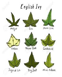 Easy to grow vining plant that grows fairly quickly. English Ivy Leaves Royalty Free Cliparts Vectors And Stock Illustration Image 78674473