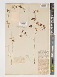 Image result for Graphorkis