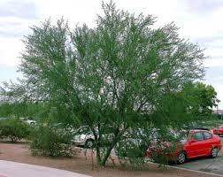 Minimize stress to your trees. Norm S Favorite Desert Trees Nevada Public Radio