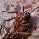  Is cockroach milk back as a superfood trend?