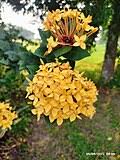 Image result for Ixora longipedunculata