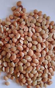 Image result for Dolichos