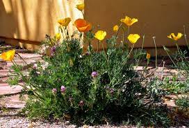 Before you buy a bouquet﻿, check out these flower meanings for popular blooms like roses, tulips, lilies, and peonies, to make sure you send the right 50 beautiful flower meanings that will surprise you. Plant Of The Month Wildflowers Water Use It Wisely