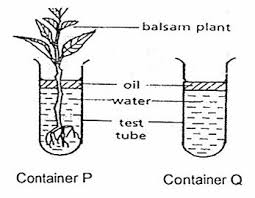 This topic describes the process by which the plants absorb water from the soil. Experiment On Absorption Of Water By Roots Definition Examples Diagrams
