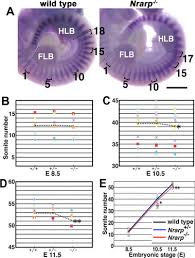 One member of a series of paired segments into which the thickened dorsal zone of mesoderm is divided. The Period Of The Somite Segmentation Clock Is Sensitive To Notch Activity Molecular Biology Of The Cell