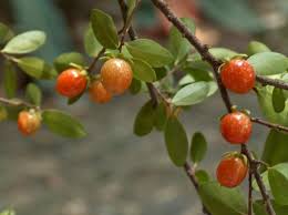 Image result for Dovyalis sp. A