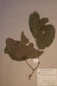 Image result for Berlinia orientalis