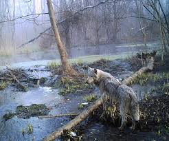 In diesem furchterregenden und düsteren verständnis, das die kinoindustrie und computerspiele zu uns zieht. Chernobyl Wolves Travel Leads To Questions About Mutations