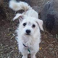 Unlike animal rescues or animal shelters, animal sanctuaries operate within an entirely different context. Available Pets At Pathways Home Animal Rescue In Phoenix Arizona