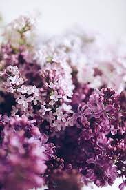 Floralls Lilac By Dominika Brudny Flower Aesthetic Flowers Beautiful Flowers