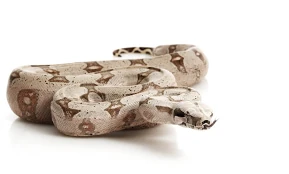 Resultado de imagem para Jibóia.