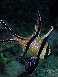 Banggai Cardinalfish Beautiful Sea Creatures Ocean Creatures Ocean Animals