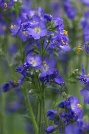 Types of plants (with photographs) with the types of shade they prefer. 15 Best Shade Perennials Shade Loving Perennial Flowers And Plants