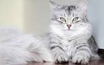 Fluffy Cat Breeds • Purrfect Cat Breeds
