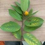 Image result for Paropsia