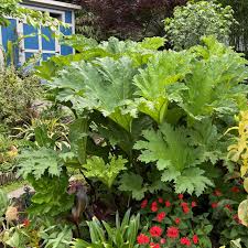 Image result for Gunnera