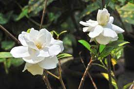 Plant Of Gardenia Jasminoides Also Known As Gardenia Cape Jasmine And Gandharaj This Wonderfully Fragrant Shrub Is E Gardenia Shrub Shrubs For Sale Plants