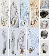 Image result for Oxyrhachis gracillima