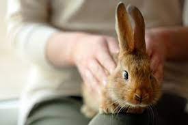 Where Do Rabbits Like To Be Petted The Most Rabbit Care Tips