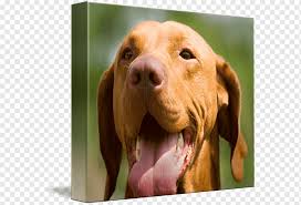 Check spelling or type a new query. Wirehaired Vizsla Redbone Coonhound Rhodesian Ridgeback Dog Breed Puppy Animals Carnivoran Dog Like Mammal Png Pngwing